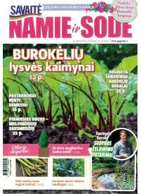 Namie ir sode1{IMAGE}