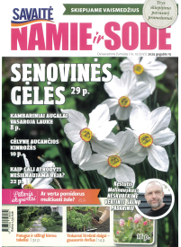 Namie ir sode1{IMAGE}