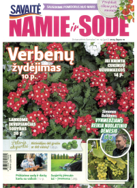 Namie ir sode1{IMAGE}