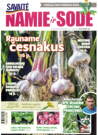 Namie ir sode1{IMAGE}