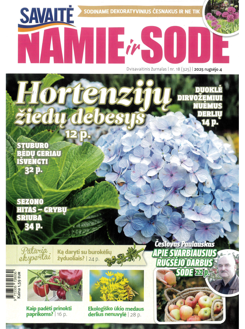 Namie ir sode1{IMAGE}