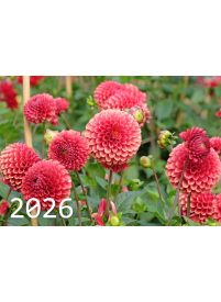 2026 Sieninis kalendorius. Jurginai1{IMAGE}