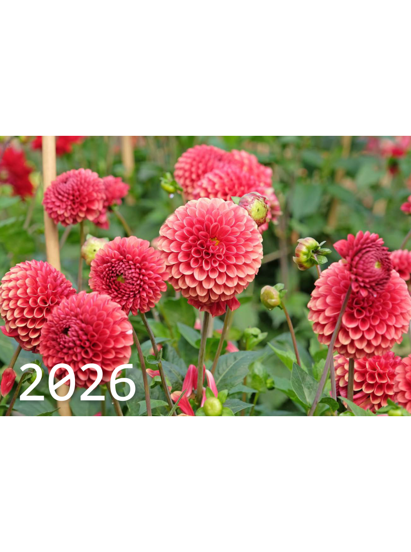 2026 Sieninis kalendorius. Jurginai1{IMAGE}