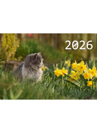 2026 Sieninis kalendorius. Katinas1{IMAGE}
