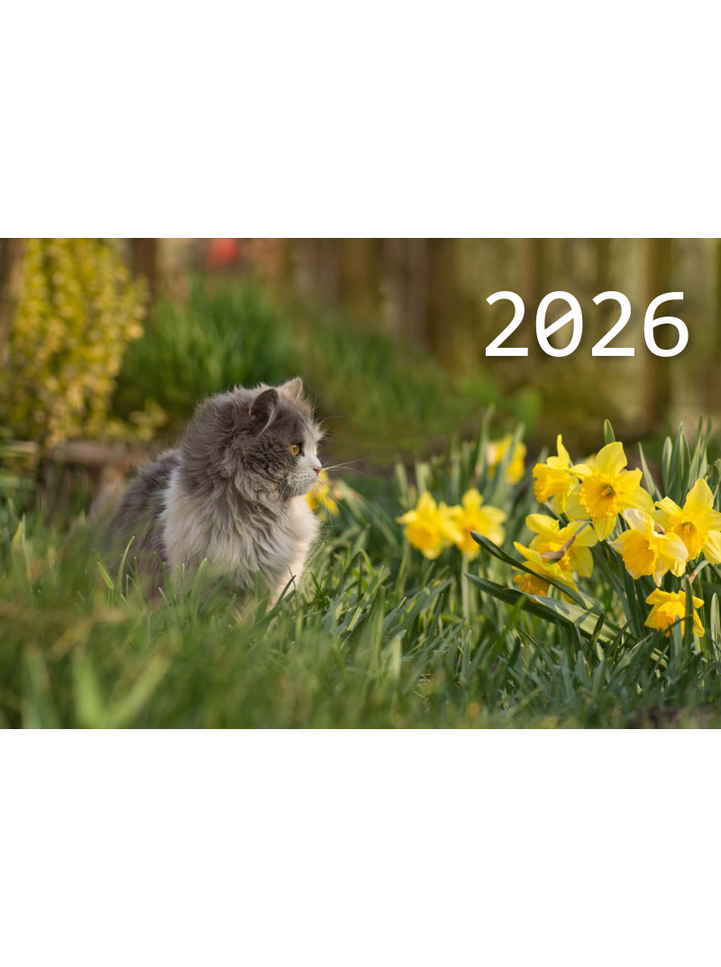 2026 Sieninis kalendorius. Katinas1{IMAGE}