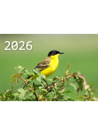 2026 Sieninis 3 dalių kalendorius. Paukšis1{IMAGE}