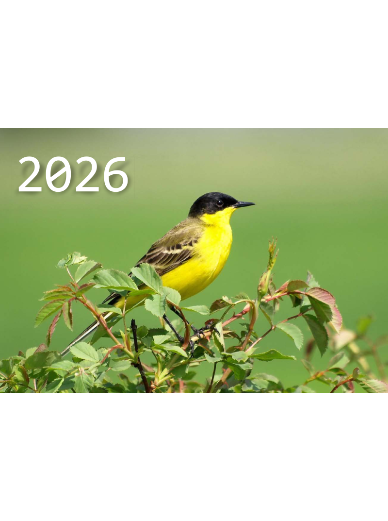 2026 Sieninis 3 dalių kalendorius. Paukšis1{IMAGE}