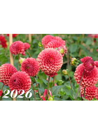 2026 Sieninis kalendorius. Jurginai1{IMAGE}