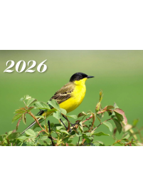 2026 Sieninis 3 dalių kalendorius. Paukšis1{IMAGE}