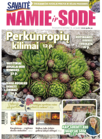 Namie ir sode1{IMAGE}