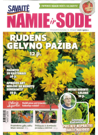 Namie ir sode1{IMAGE}