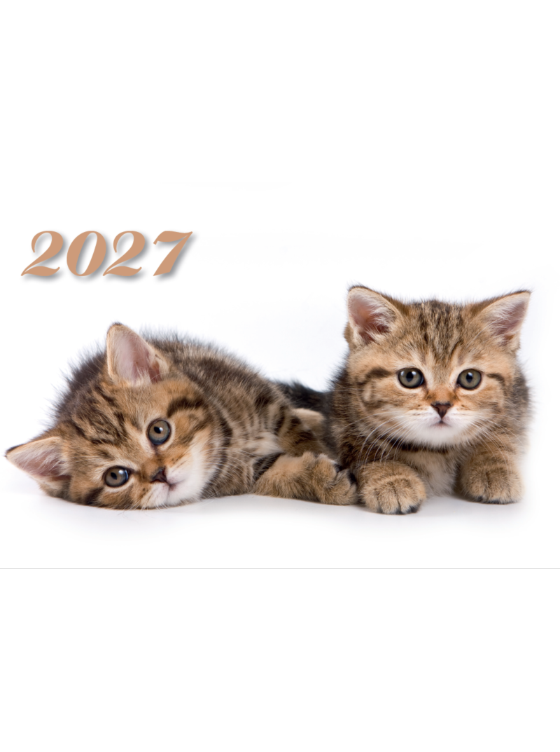 2027 Sieninis kalendorius. Katinėliai1{IMAGE}