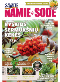 Namie ir sode1{IMAGE}