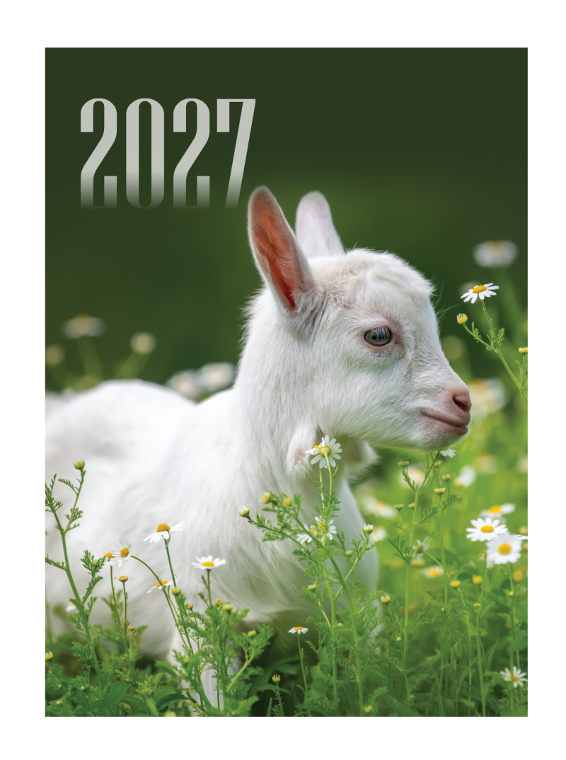 2027 Plėšomas sieninis kalendorius1{IMAGE}